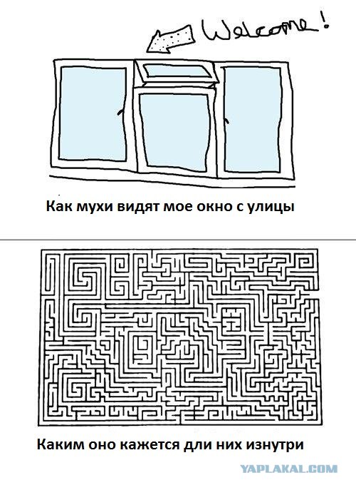 Как видит муха. Как видит муха фото. Как видит муха. Мир глазами мухи. Мозаичное зрение у насекомых.