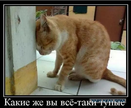 Известные котомемы.