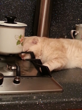 Котовторник  21.07.2015