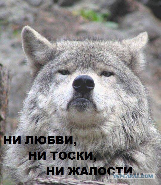 Придет серенький волчок