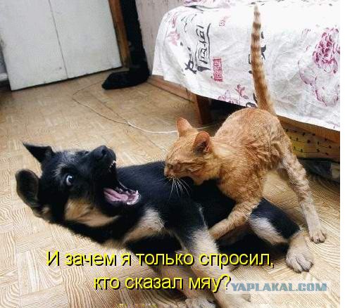 Собаки против котов