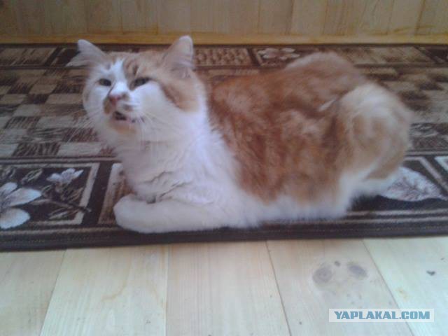 Котовторник 13.10.2015