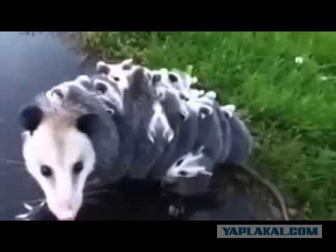 Наглые зверюги, автостопщики