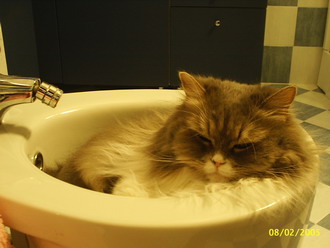 Коты, кошки, котята