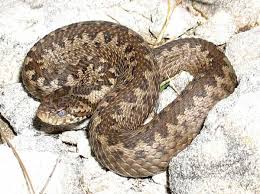 10 самых опасных змей в мире