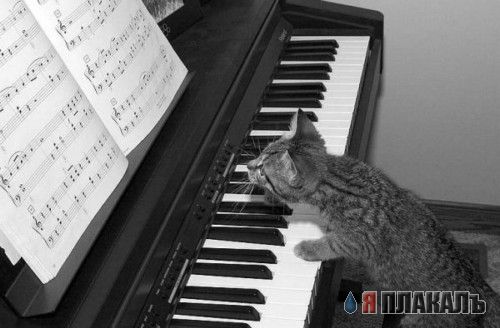 Коты, кошки, котята