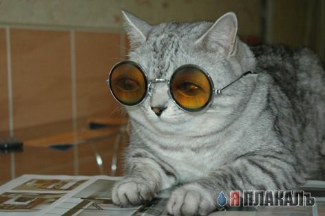 Коты, кошки, котята