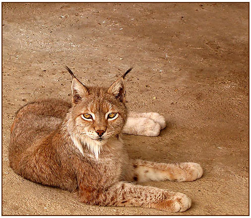 ДИКИЕ КОШКИ