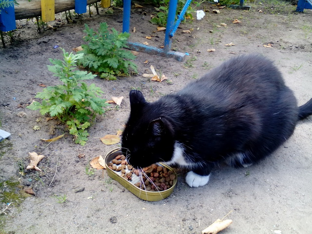 Котовторник 12.04
