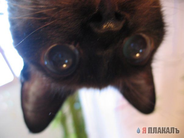 Вторничный котомёт!