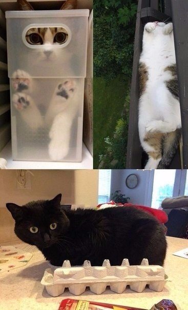 Божьи твари