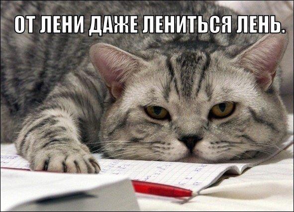 Прикольные животные