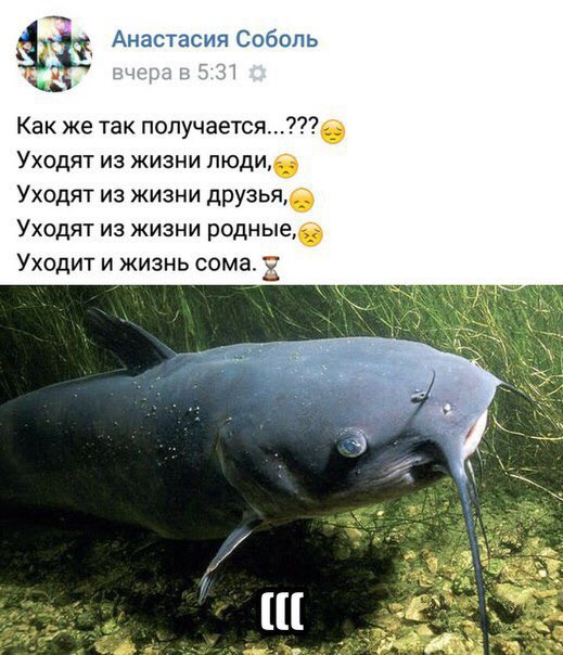 Ужасы и приколы из соцсетей 18+
