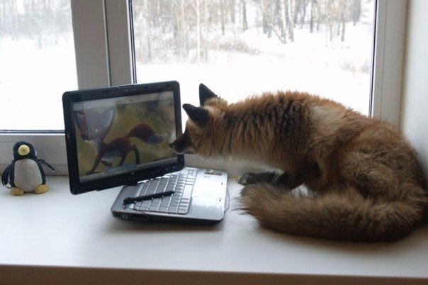 Прикольные животные