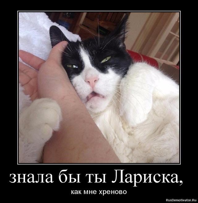 ГЛАГОЛящие коты