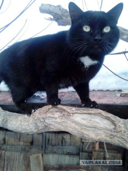 Котовторник 28.02.2017