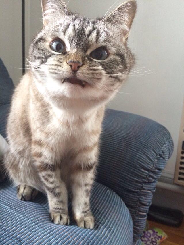 Коты и Кошки