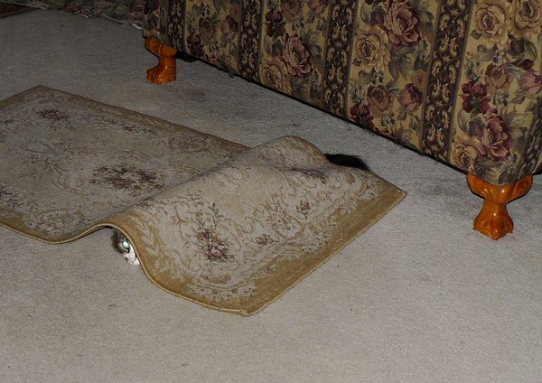Коты и Кошки