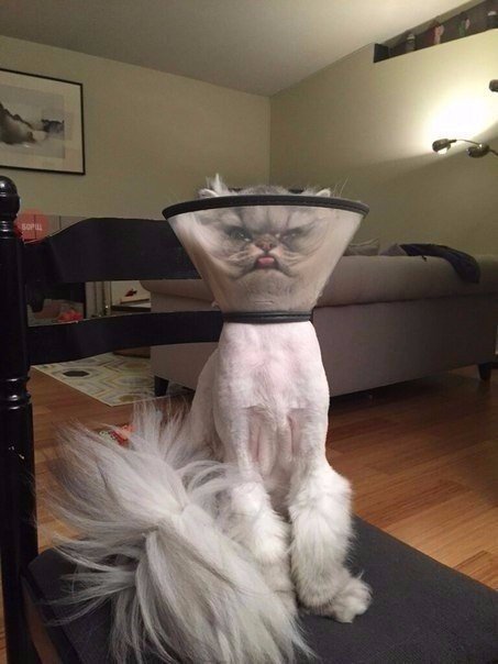 Коты и Кошки