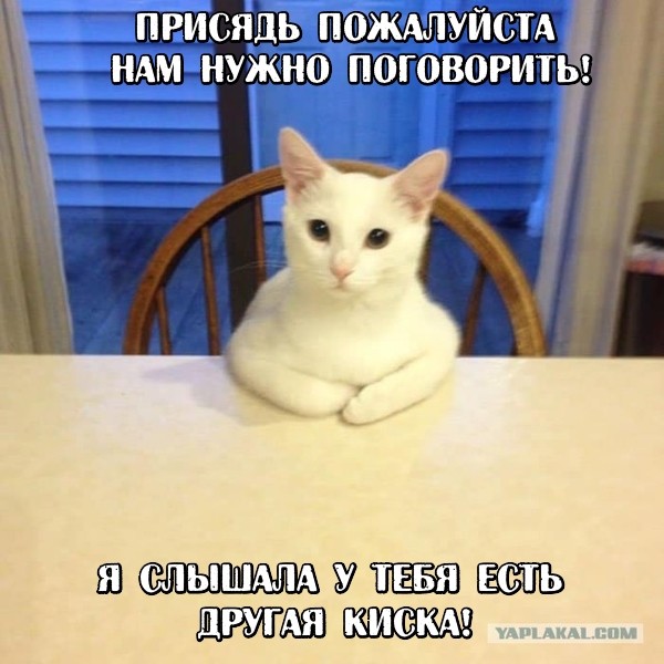 Коты застигнутые врасплох