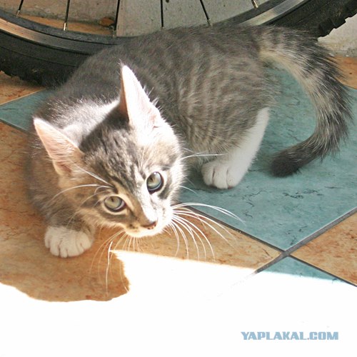 Котовторник