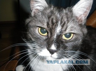 Котовторник с Максом