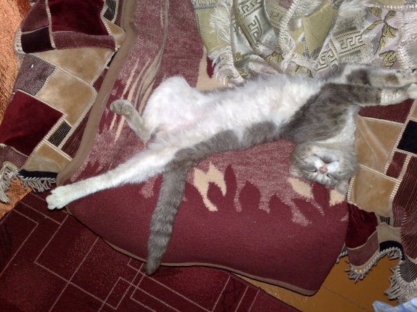 Котэ предприниматель!