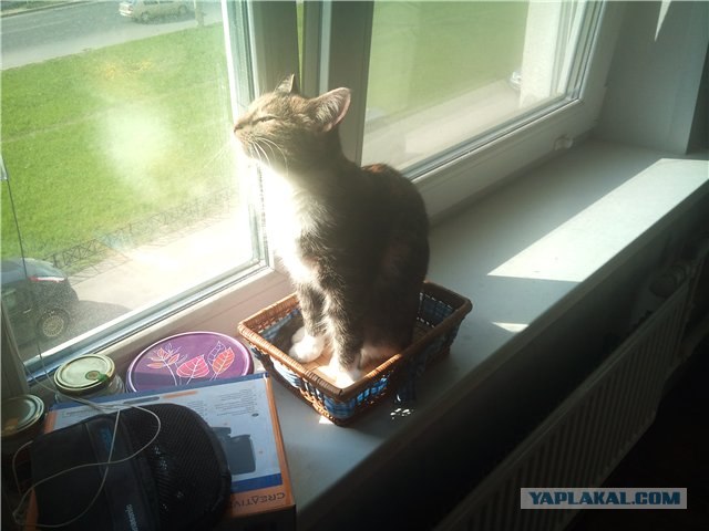 Котовторник   5.06.2012