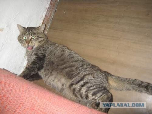 Новогодний Котовторник 01.01.2013