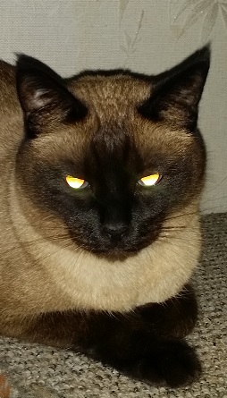 Химические котоэлементы