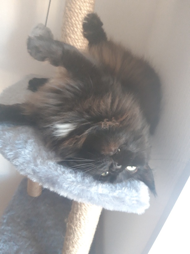 Котовторник