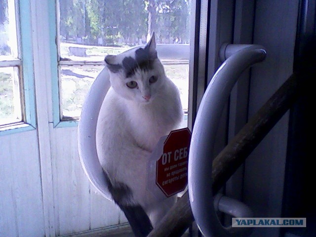 Котовторник 16.04.2013