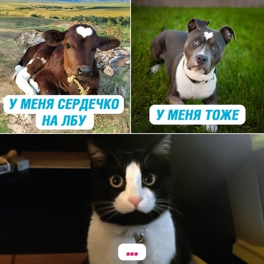 Веселые картинки к четвергу (03.10)