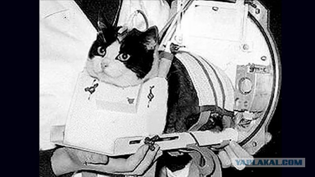 Когда сразу пять звёзд.