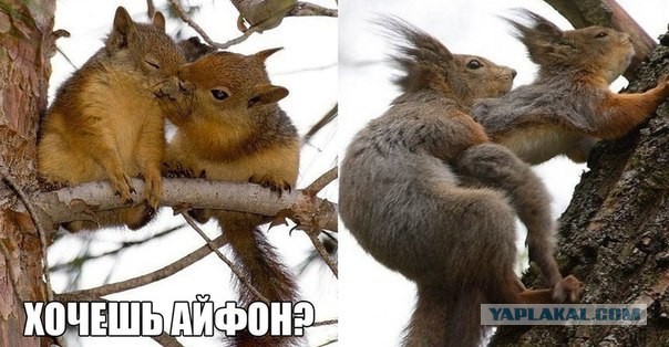 Сходили на пикник а там секАс кругом