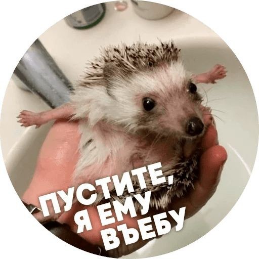 Просто еж и кошка
