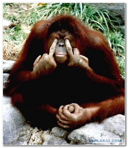 Подборка забавных и курьезных фотографий