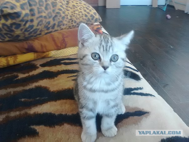 Кот принес домой пакетик с марихуаной