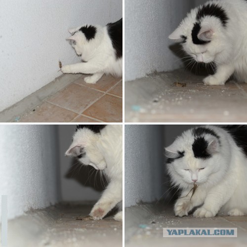 Котовторник 18.08.2015