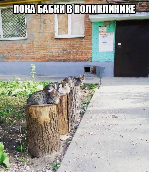 Весёлые картинки