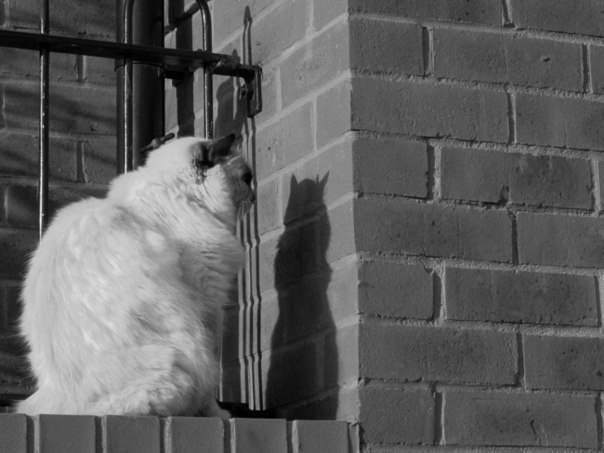 Мохнатые беспредельщики