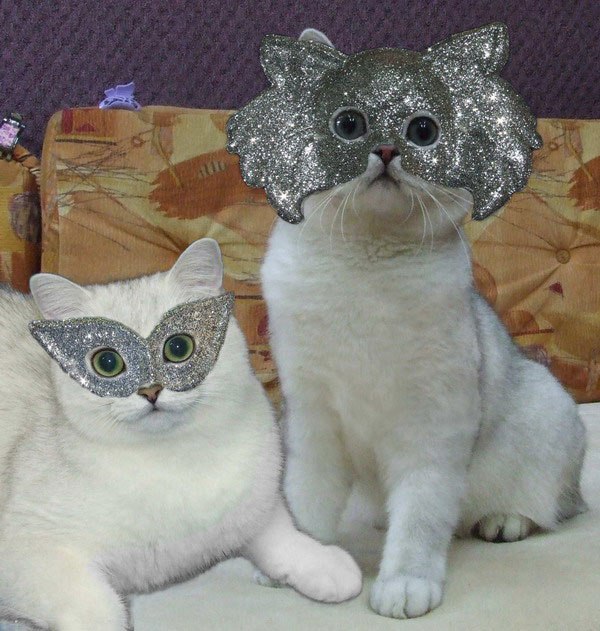 Коты и Кошки