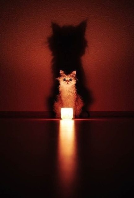 Коты и Кошки
