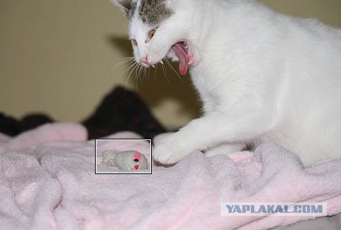 Кошак в шоке