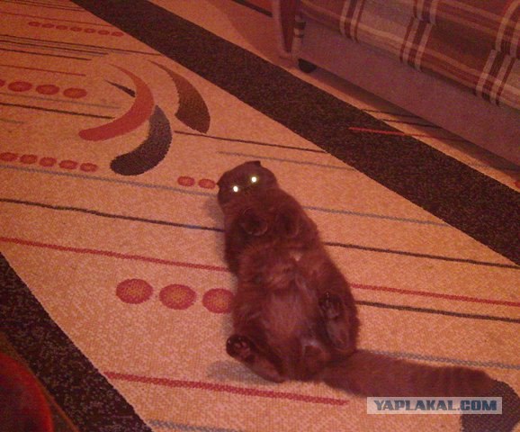 Котовторник