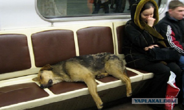 Ничего необычного, просто девушка едет в московском метро с лисой на плече.