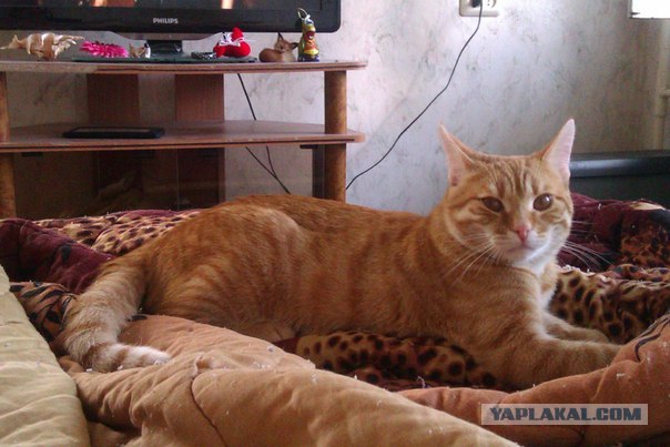 Котовторник   5.06.2012