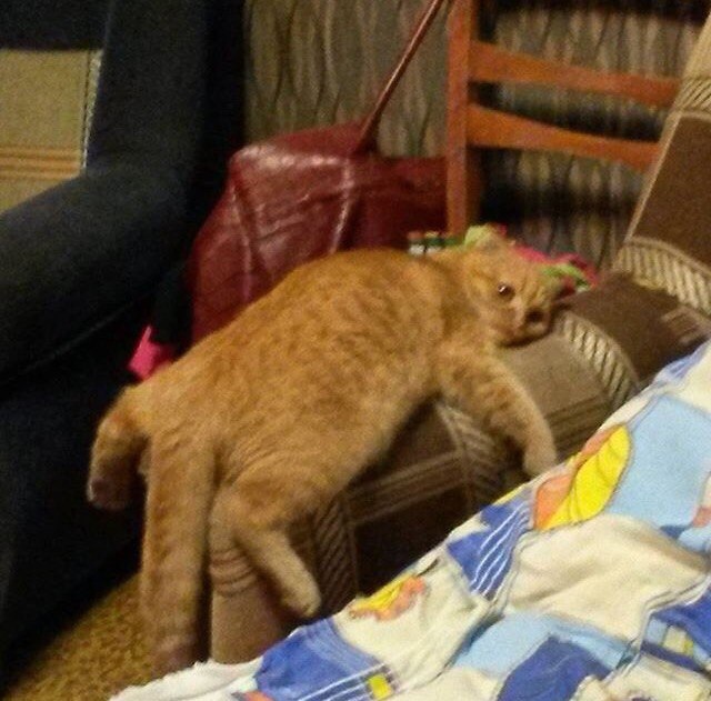 Забавные фото котеек