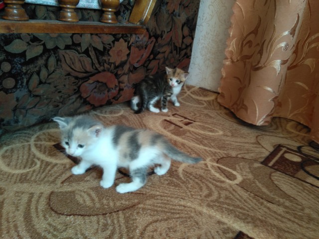 Котовторник 23.07.2019.