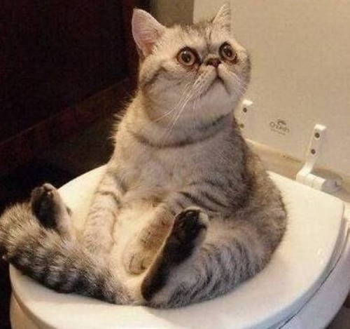 Как объяснить коту, что...